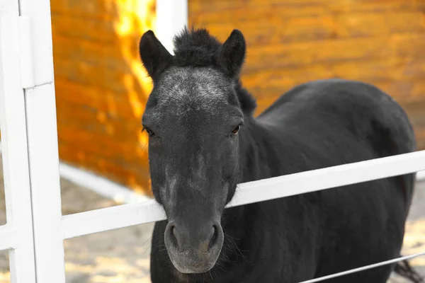 Black horse at white fence on sunny day — ストック写真