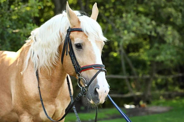 Palomino кінь в вуздечку на відкритому повітрі в сонячний день — стокове фото