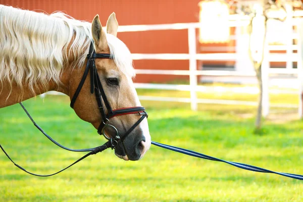 Palomino cheval en bride à l'extérieur le jour ensoleillé — Photo