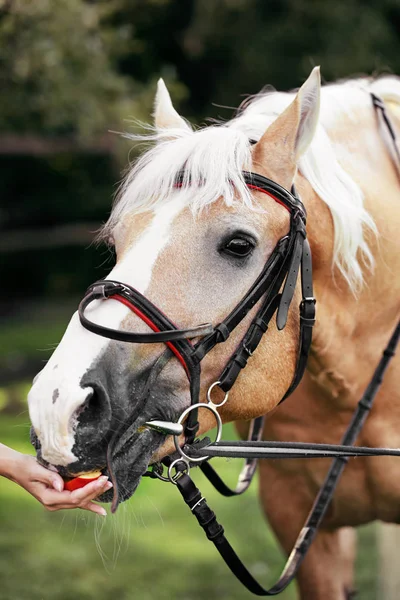 Young woman feeding palomino horse with apple outdoors, closeup