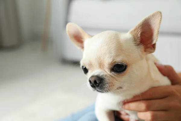 Mujer joven con adorable Toy Terrier en el interior, primer plano. Perro doméstico — Foto de Stock