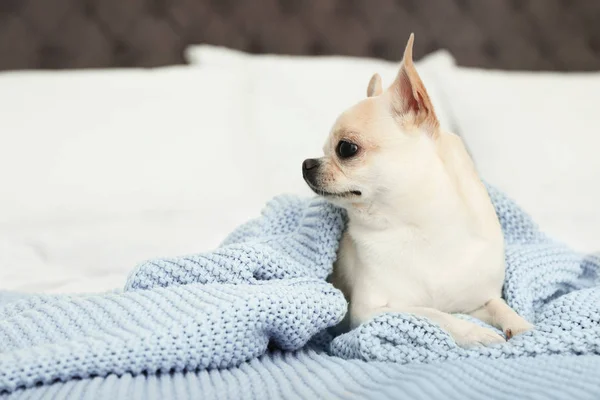 Uroczy Toy Terrier pod jasnoniebieskim kocem z dzianiny na łóżku. Pies domowy — Zdjęcie stockowe