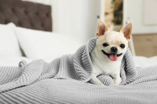 Adorable Toy Terrier envuelto en manta de punto azul claro en la cama. Perro doméstico — Foto de Stock