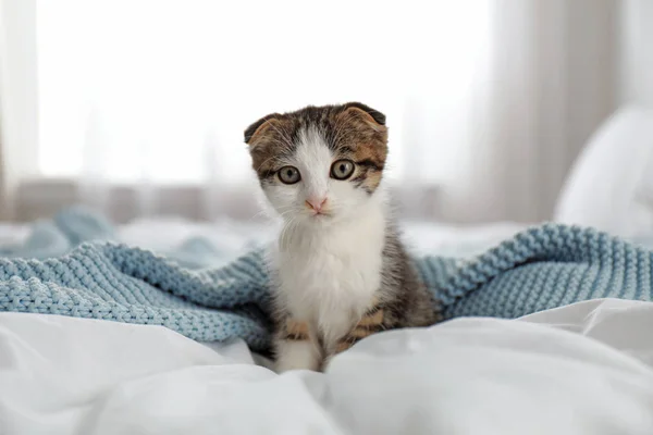 Uroczy kotek siedzi w domu na łóżku. — Zdjęcie stockowe