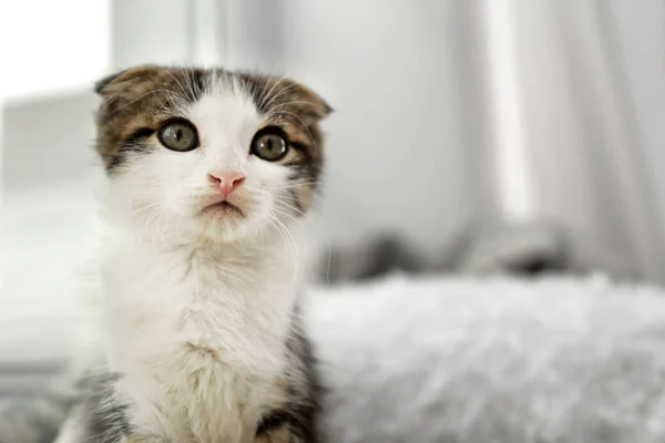 Schattig poesje thuis, close-up. Ruimte voor tekst — Stockfoto