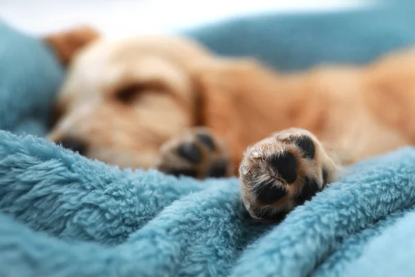 Mignon anglais Cocker Spaniel chiot dormir sur plaid, se concentrer sur la jambe — Photo