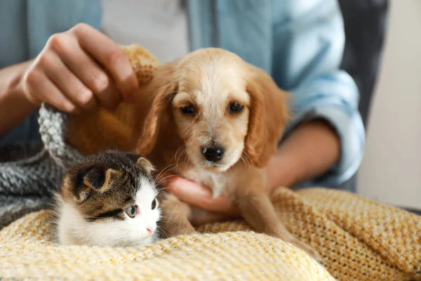 愛らしい小さな子猫と子犬、クローズアップと所有者 — ストック写真