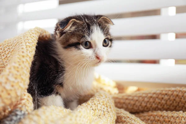 Adorable little kitten under blanket near window indoors — Stock Photo, Image