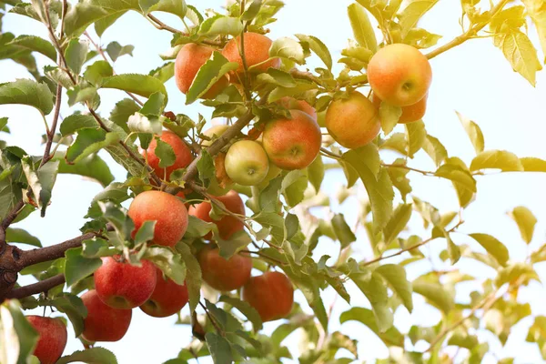 Ramos de árvores com maçãs maduras ao ar livre no dia ensolarado — Fotografia de Stock