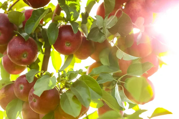 Ramas de árboles con manzanas maduras al aire libre en un día soleado — Foto de Stock
