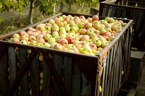 Fresh ripe apples in big crate outdoors
