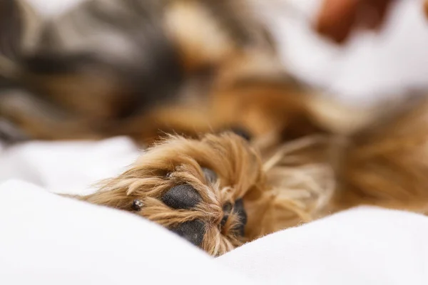 Adorable Yorkshire terrier couché sur le lit, se concentrer sur la patte. Chien mignon — Photo