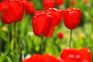 Açık havada güneşli bahar gününde çiçek açması laleler