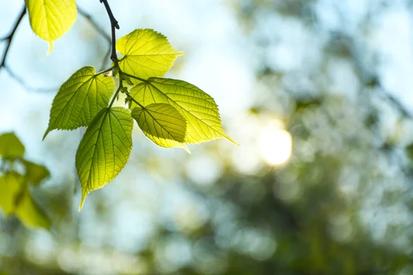 Rama Árboles Con Hojas Verdes Día Soleado — Foto de Stock