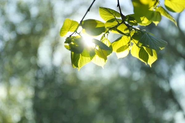 Ramas Árboles Con Hojas Verdes Día Soleado — Foto de Stock