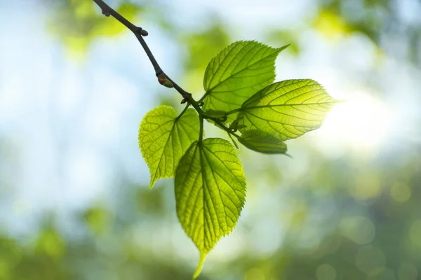 Gałąź Drzew Zielonymi Liśćmi Słoneczny Dzień — Zdjęcie stockowe