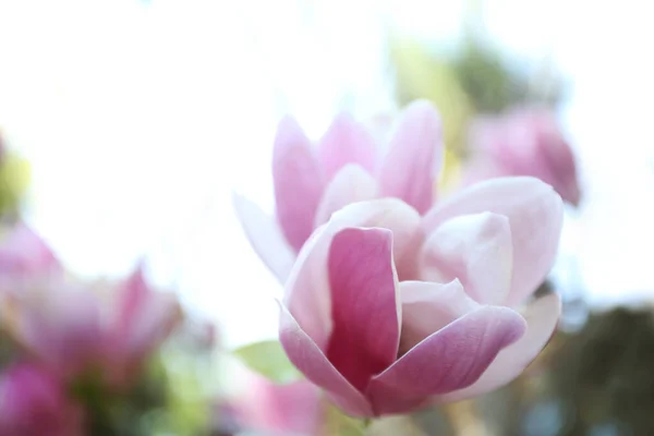 Magnolia Tree Beautiful Flowers Outdoors Closeup Amazing Spring Blossom — Stock Photo, Image