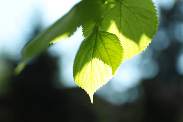 Rama Árboles Con Hojas Verdes Día Soleado — Foto de Stock