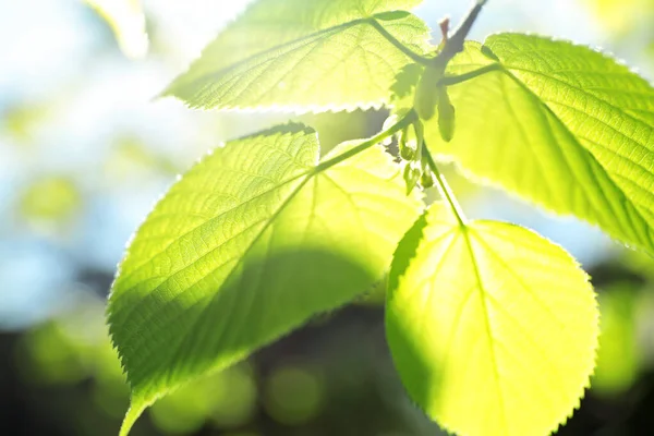 Rama Árboles Con Hojas Verdes Día Soleado — Foto de Stock