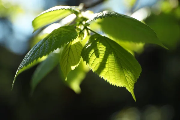 在阳光明媚的日子 绿叶的树枝 — 图库照片