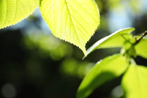 Ramas Árboles Con Hojas Verdes Día Soleado — Foto de Stock