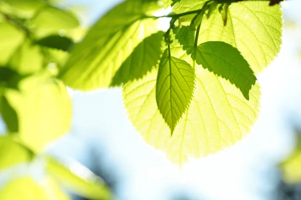 Ramas Árboles Con Hojas Verdes Día Soleado — Foto de Stock