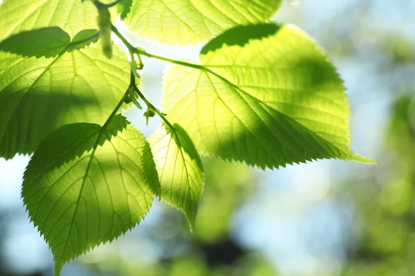 Rama Árboles Con Hojas Verdes Día Soleado — Foto de Stock