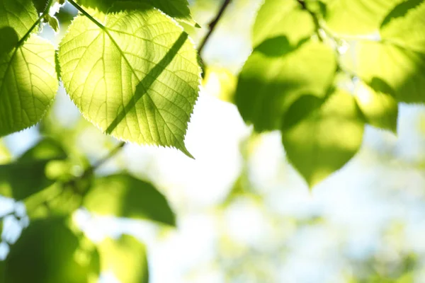 Δέντρα Πράσινα Φύλλα Την Ηλιόλουστη Μέρα — Φωτογραφία Αρχείου