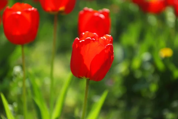 Tulipanes Florecientes Aire Libre Soleado Día Primavera — Foto de Stock