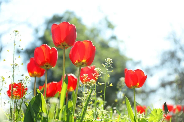 Tulipanes Florecientes Aire Libre Soleado Día Primavera — Foto de Stock