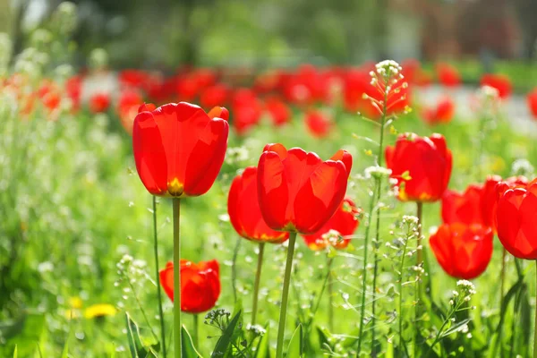 Blommande Tulpaner Utomhus Solig Vårdag — Stockfoto