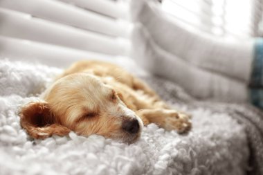 Sevimli İngilizce Cocker Spaniel köpek kapalı pencere yakınında ekose üzerinde uyku