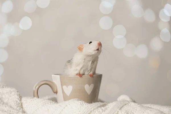 Rato bonito na xícara em cobertor de malha contra luzes embaçadas. Símbolo do Ano Novo Chinês — Fotografia de Stock