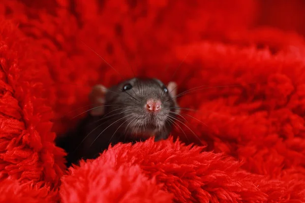 Rato bonito embrulhado em cobertor fofo vermelho — Fotografia de Stock