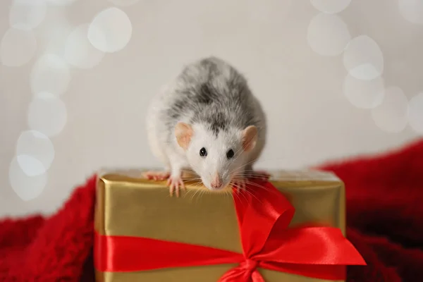 Linda rata y caja de regalo en manta esponjosa roja contra luces borrosas. Símbolo chino de año nuevo — Foto de Stock