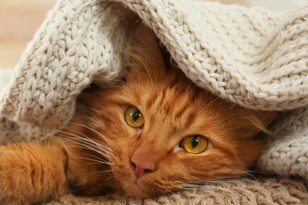 Gato de gengibre adorável sob xadrez em casa. Inverno acolhedor — Fotografia de Stock