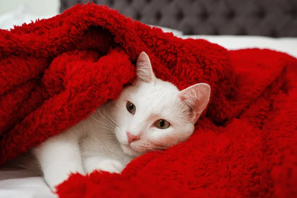 Gato branco bonito sob cobertor vermelho na cama. Inverno acolhedor — Fotografia de Stock