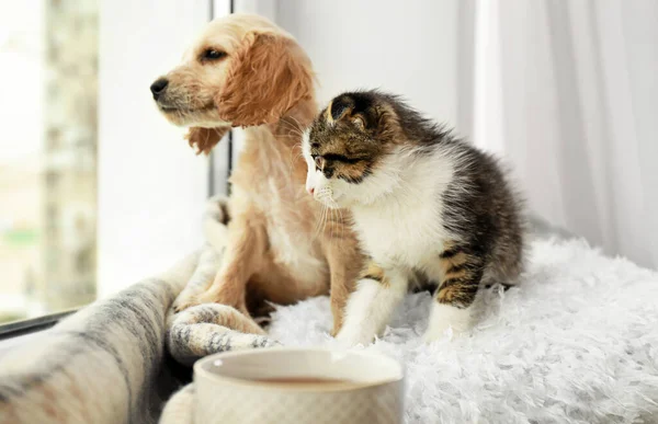 Adorável gatinho e filhote de cachorro no travesseiro perto da janela dentro de casa — Fotografia de Stock