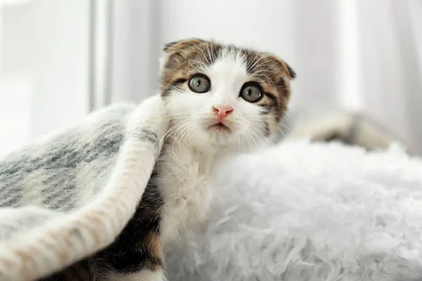 Adorable petit chaton sous plaid à l'intérieur, gros plan — Photo