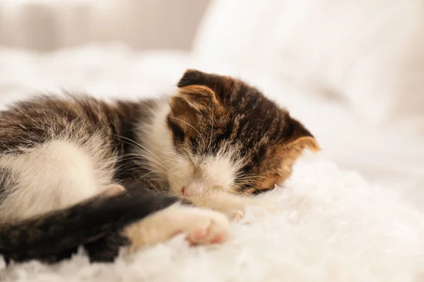 Очаровательный маленький котенок спит на белой подушке в помещении — стоковое фото