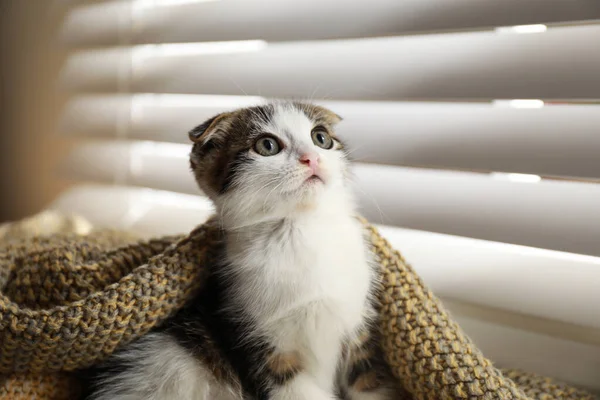 Adorable petit chaton sous couverture près de la fenêtre à l'intérieur — Photo