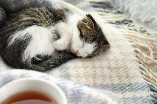 Adorable little kitten sleeping on blanket indoors — Zdjęcie stockowe