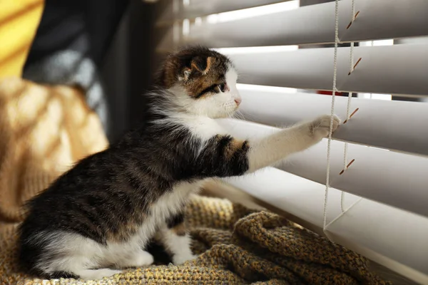 Adorable little kitten playing with window blinds indoors — Stok fotoğraf