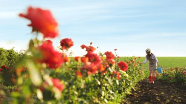 Sulama ile kadın açık havada gül çalıları yakınında yürüyebilir. Bahçe aracı