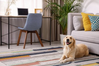 Modern oturma odası iç. Sevimli Golden Labrador Retriever kanepe yakınında