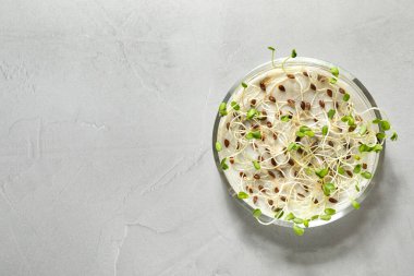 Petri kabındaki keten tohumlarının ışık masasındaki çimlenme ve enerji analizi, yazı için yeri olan üst görünüm. Laboratuvar araştırması