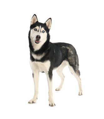 Sevimli Sibirya Husky köpek beyaz izole