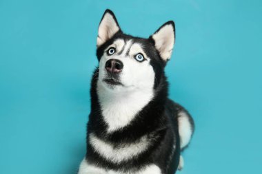 Mavi arka plan üzerinde Sevimli Sibirya Husky köpek