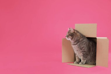 Şirin gri tekir kedi pembe arka planda karton kutuda oturuyor.