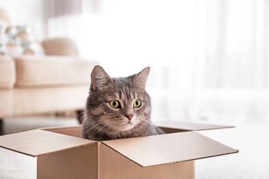 Evdeki karton kutunun içinde şirin gri tekir kedi.